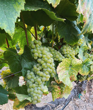 Load image into Gallery viewer, 2020 Chardonnay, Linda Vista Vineyard