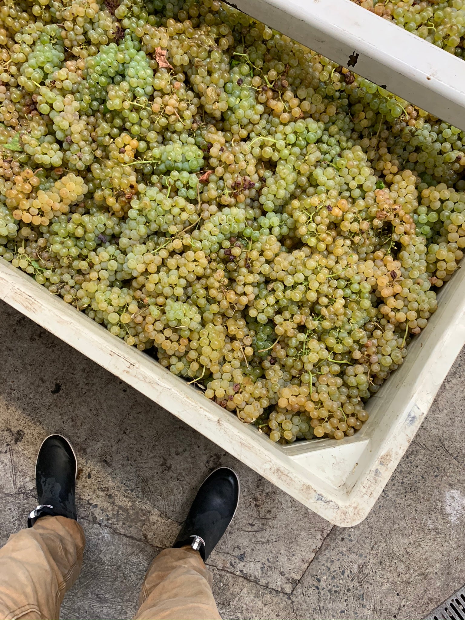 2020 Skin Contact Ribolla Gialla, Bengier Vineyard